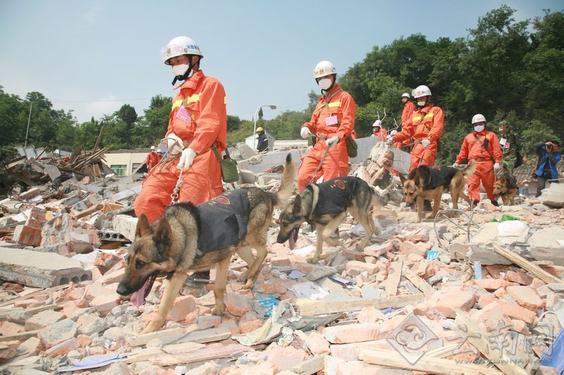 记者揭秘:“史上最强的生命探测仪” 消防犬(高清)_资讯频道_凤凰网