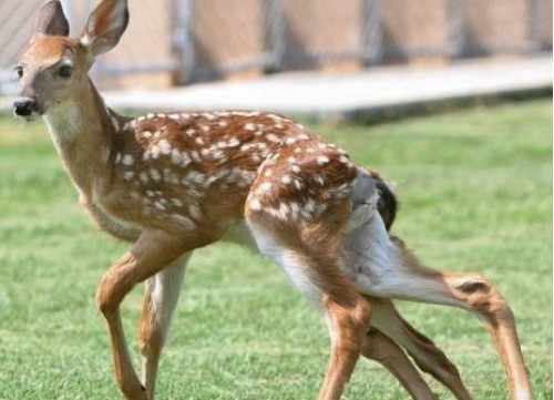 盘点恐怖诡异的变异动物