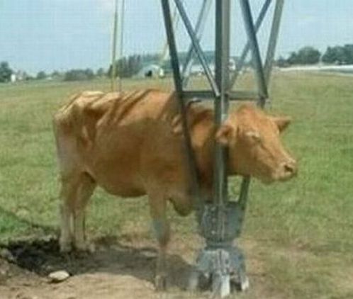 动物离奇悲催时刻