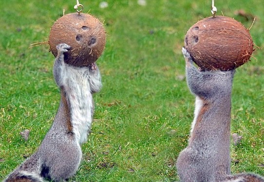 动物离奇悲催时刻