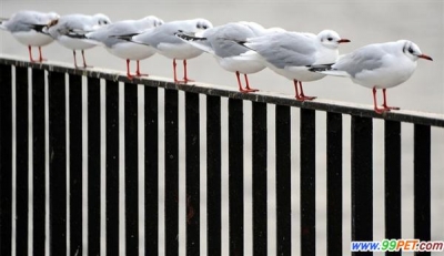 可爱动物排排站