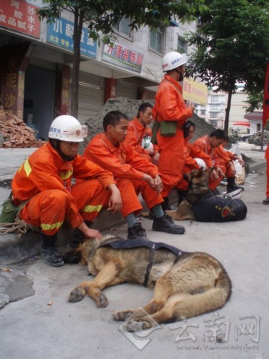 记者揭秘:“史上最强的生命探测仪” 消防犬(高清)