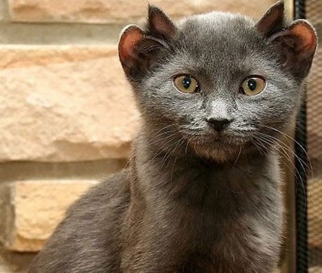 日本福岛蝴蝶因辐射基因突变 盘点恐怖诡异的变异动物_资讯频道_凤凰网