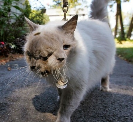 盘点恐怖诡异的变异动物