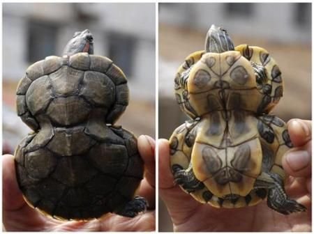 日本福岛蝴蝶因辐射基因突变 盘点恐怖诡异的变异动物