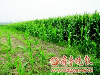 　　没浇过污水与浇过污水的玉米地对比明显。