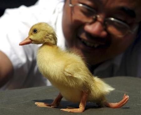 盘点恐怖诡异的变异动物