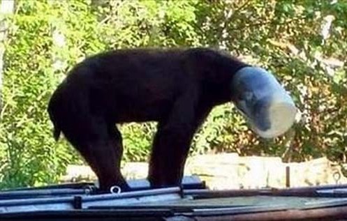 动物离奇悲催时刻