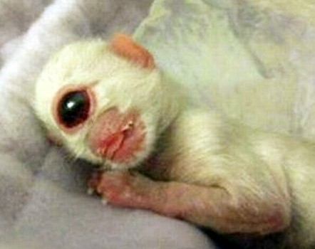 盘点恐怖诡异的变异动物