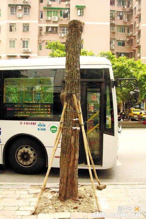 ■日前的台风把黄花梨树吹倒1棵，目前已重新扶植。