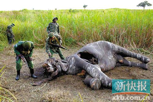 非洲大象惨遭疯狂屠杀