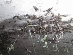 遂宁渠河路现大量百足虫 专家称这是雨后现象