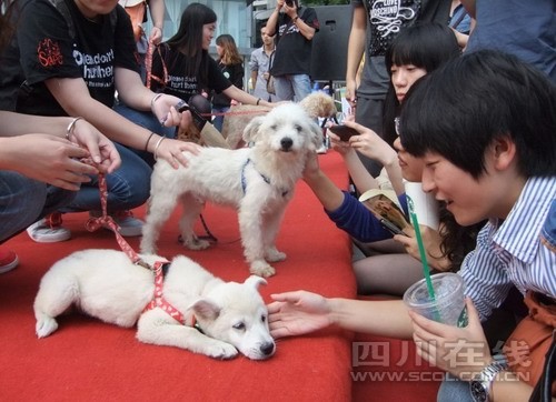 成都第二届宠物领养日 流浪小狗有了新家