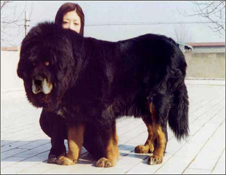 组图:世界上十大最凶悍猛犬 中国藏獒称霸