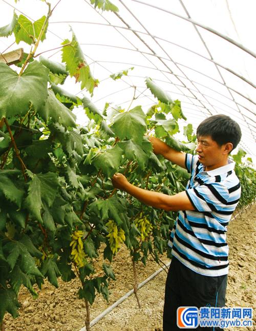 遵义:最贵葡萄还没出园就卖光(组图)