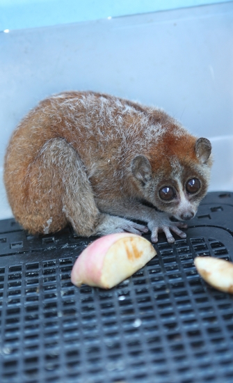 居民遛狗发现有只大眼猴 为国家一级保护动物(图)_资讯频道_凤凰网