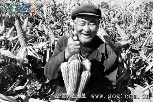 威宁小海:高产玉米丰收 老农喜笑颜开