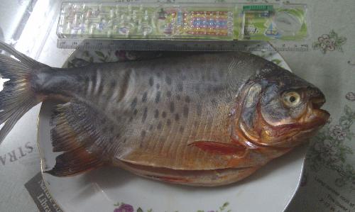 【专家即时播报】申城记者叫卖食土豆?油菜称菜场烧人鱼图片