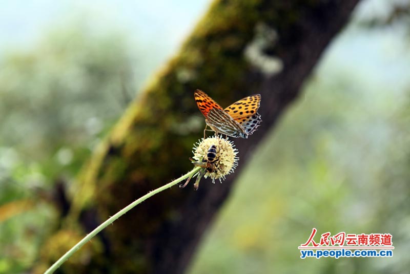 蜜蜂,青蛙相映成趣,沿途风光无限.旅行:李发兴6摄影蝴蝶上不去图片