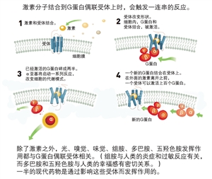 “跨界”成果可减少药物副作用