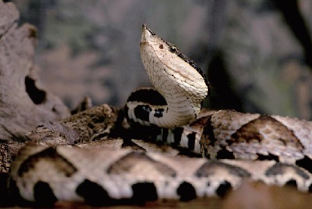 南滨路毒蛇出没 重庆这些蛇常见 有毒无毒要会