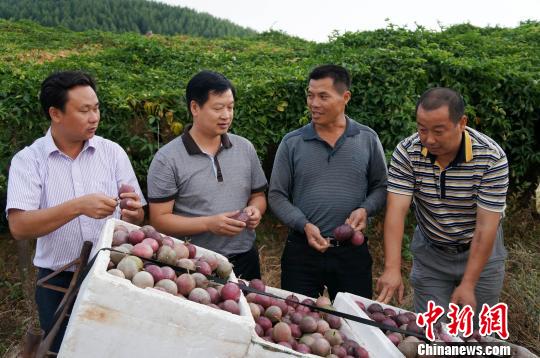 广西桂林市灵川县青狮潭镇百香果吴庄园核心区 杨陈 摄