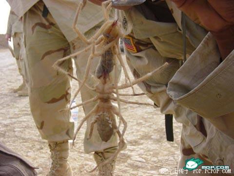 湖北亿元盗墓案告破+盘点史上最狠盗墓贼和盗