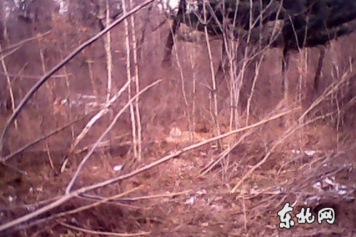 目击者用手机近距离拍下野生东北虎的照片。