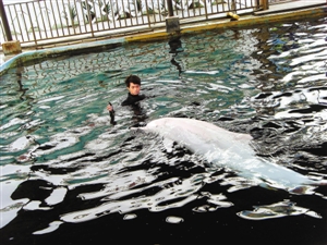 抢救45昼夜 白海豚梅梅走了