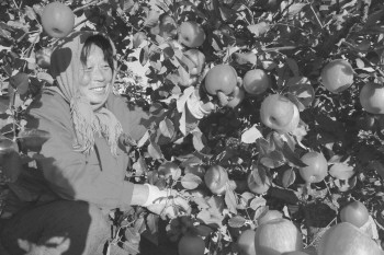 现代苹果矮化密植栽培新模式试验成功