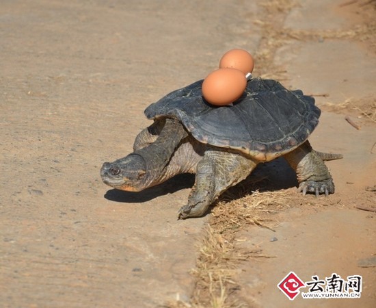 云南野生动物园动物一起准备寻蛋大会(图)