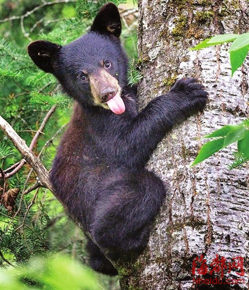 鱼藏剑京剧事无成两霜曲谱