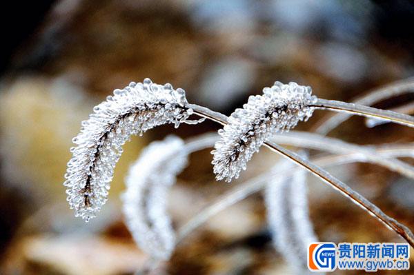 凯里海拔1300多米小高山植物冰凝成美景(图)