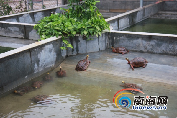费用养龟池图片_玩具屋武汉ui设计培训阳台多少哪个好图片