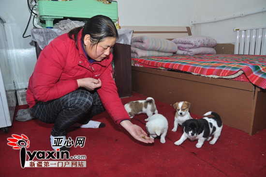 新疆乌鲁木齐一打工女为流浪狗两年搬家四次