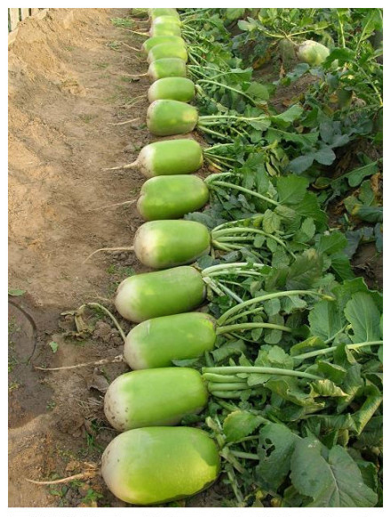 萝卜哥寻购28吨萝卜 28日再赴上海参加农博