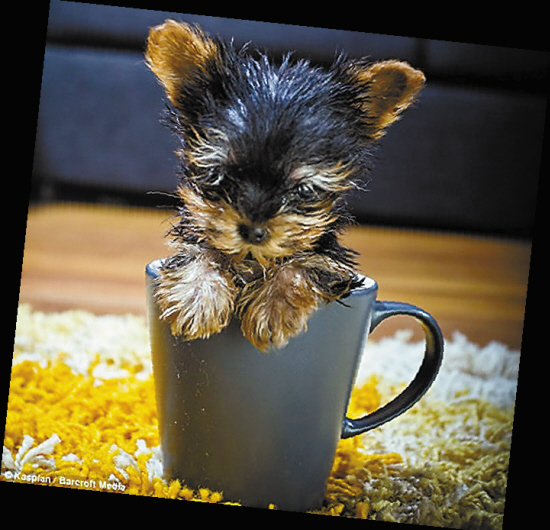 世界上最小的猎狗