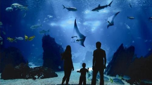 全球最大的水族世界--海洋生物园之\干体验\