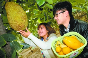 京郊香蕉菠萝蜜熟了