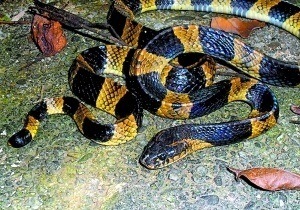 广州地区蛇类大起底:八类蛇特毒 银环蛇最 毒