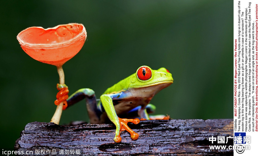 青蛙视频大全动物世界搞笑 4bda7e251b18dd925888f055544eace1.jpg