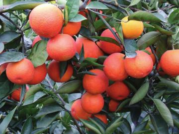 内江市资中县血橙丰收 产量近 10 万吨