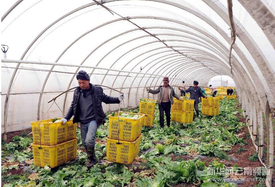 云南嵩明:大力发展高原特色农业促农民增收