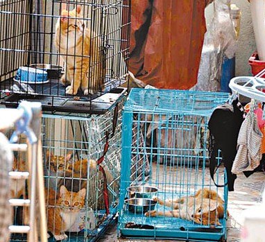 笼中猫1死4呆 香港少女涉虐畜被捕(图)