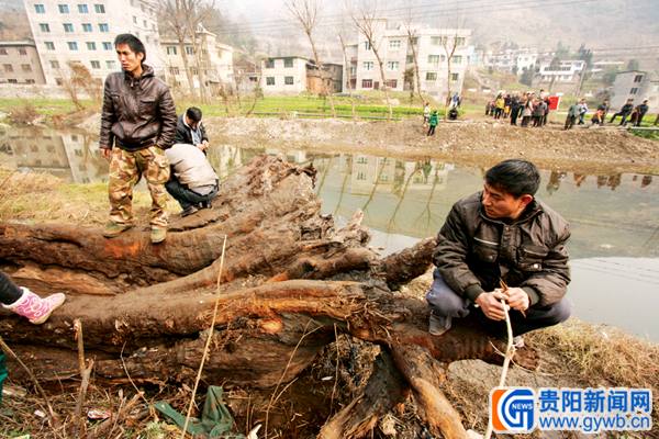 桐梓一乡镇村干部遇难题 挖出宝贝树根不知该