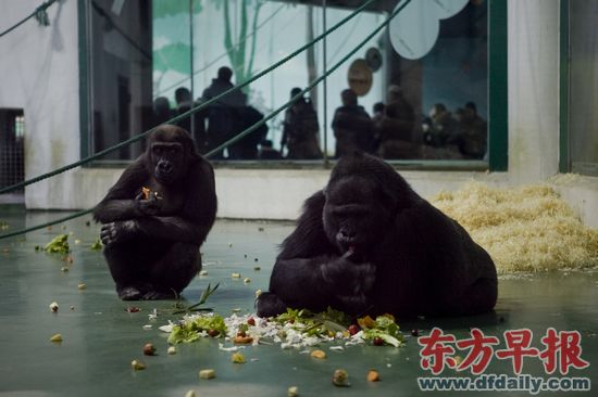 上海动物园大猩猩"海贝"5岁了!