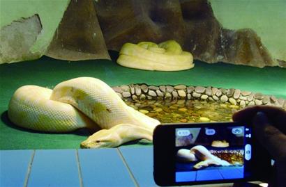 蛇是哪一年本命年 7f3a93e87f8bbc2fd0c45c6f6d2fcc76.jpg