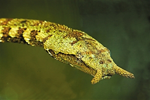 画蛇添足就是龙