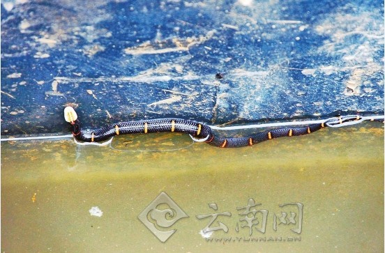 昭通镇雄县惊现喜马拉雅白头蝰