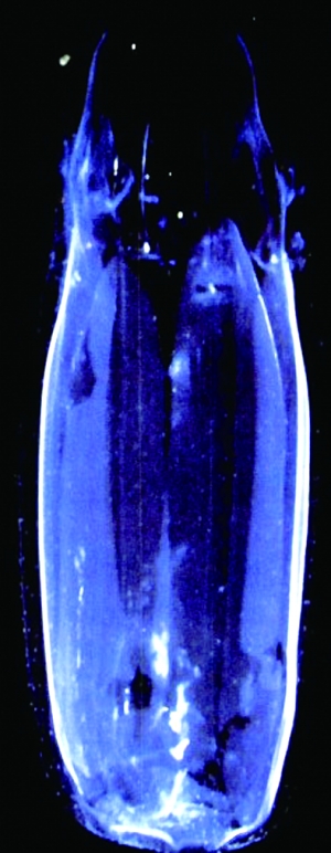 世界上最毒的动物